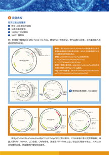 病毒包裝相關試劑盒及一站式服務，為科研保駕護航